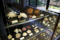 真鶴町立遠藤貝類博物館の内部