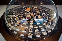 真鶴町立遠藤貝類博物館の内部